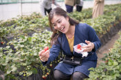 快乐的年轻女子在草莓地里采摘美味的草莓