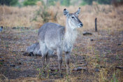 南非:非洲大羚羊
