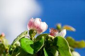 榅桲树和花