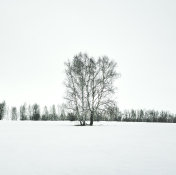 冬天的桦树