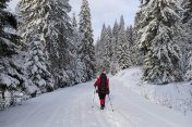 一个孤身一人在冬天的森林里徒步旅行