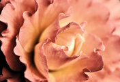 古董粉黄玫瑰盛开全框架抽象