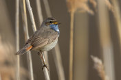 唱歌的雄性蓝喉鱼(Luscinia svecica)