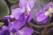 特写的甜紫罗兰，Viola odorata，德国，黑森