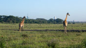 肯尼亚:马赛长颈鹿