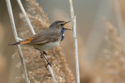 唱歌的雄性蓝喉鱼(Luscinia svecica)