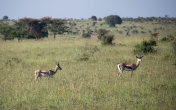 肯尼亚:汤姆森瞪羚