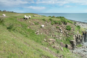英国诺森伯兰郡海岸的绵羊