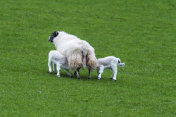 苏格兰西南部邓弗里斯和加洛韦的田野里的绵羊和羊羔
