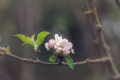 苹果花