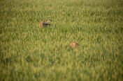 野兔在清晨的草地上沾着露水