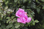 两朵带有绿叶的亮粉色花园玫瑰