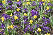 公园里黄色和紫色的花是春天的时候