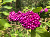 亮粉色美丽的浆果花特写