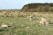 小群羊在田间，团队合作