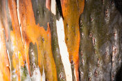桉树木材的纹理显示彩色的橙色和棕色的树皮