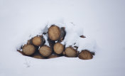 雪覆盖火柴垛