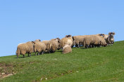 田野里一群长着角的卷曲绵羊