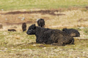 一个明媚的春日下午，田野里的黑色加洛韦肉牛