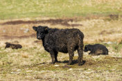 一个明媚的春日下午，田野里的黑色加洛韦肉牛