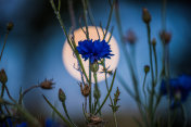 满月和矢车菊