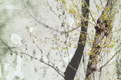 一棵靠近墙的春天树的特写，与光线形成对比