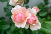 Rosa chinensis Jacq。盛开在春天