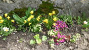 春天的鲜花沿着古老的石墙在村庄Croy-Romainm?tier瑞士