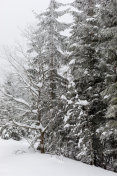 雪地里的喀尔巴阡山树木