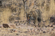 ranthambore国家公园的孟加拉虎(Panthera tigris tigris)