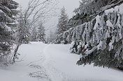 雪地上一条狭窄的小路，周围是被积雪覆盖的树木