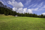 黄色的蒲公英花田，Toblach, Dolomites，欧洲阿尔卑斯山，意大利