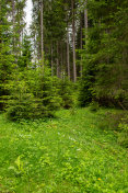 在奥地利阿尔卑斯山脉的Seefeld上方的林地中，宁静的景象