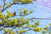 小鸟在小树枝上休息，背景是大海。