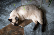 懒惰的暹罗猫