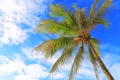 波利尼西亚热带放松，椰子树下-夏威夷群岛，美国