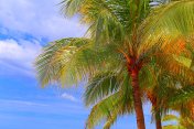 波利尼西亚热带放松，椰子树下的叶子-夏威夷群岛，美国