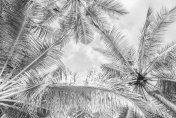 单色高键-白色景观-热带棕榈树在极简主义