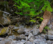 西北杰佛逊山荒野干溪