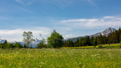 奥地利阿尔卑斯山野湖附近的野花草地