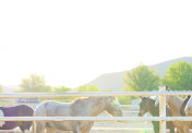 犹他州牛仔竞技场外围栏里的野马