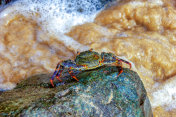 在费尔南多迪诺罗尼亚岛的石头上晒太阳的螃蟹。