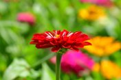 Zinnia花