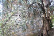 石墙和老橄榄树