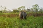 草地上怀孕的亚洲象