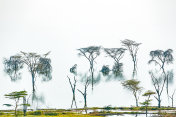 纳库鲁湖的光秃秃的金合欢树和鸬鹚