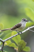 墨西哥圣布拉斯的燃烧Flycatcher