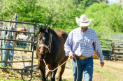 美国犹他州牧场上行走的美国牛仔马
