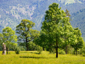 奥地利高山草地上的枫树