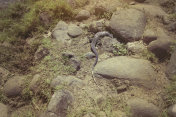 蜥蜴躲在岩石里。